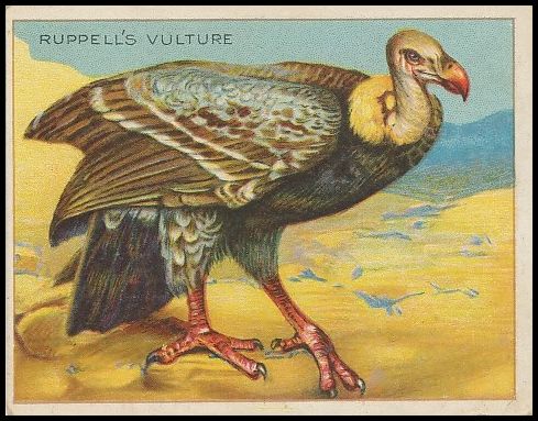 62 Ruppell's Vulture
